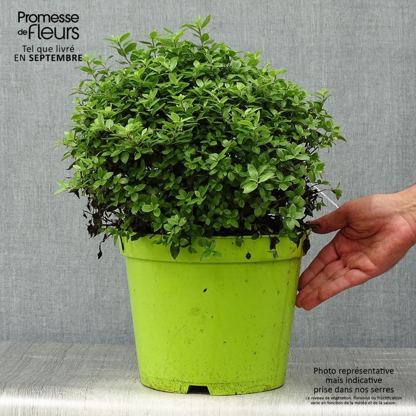 Example of Pittosporum tenuifolium Golf ball Topf mit 7,5L/10L as you get in automne