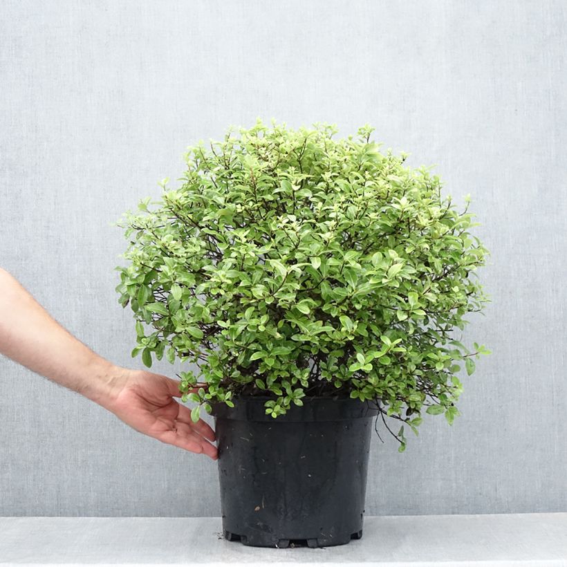 Exemplar von Pittosporum tenuifolium Golf ball Topf mit 7,5L/10L, Kugel wie im Sommer geliefert
