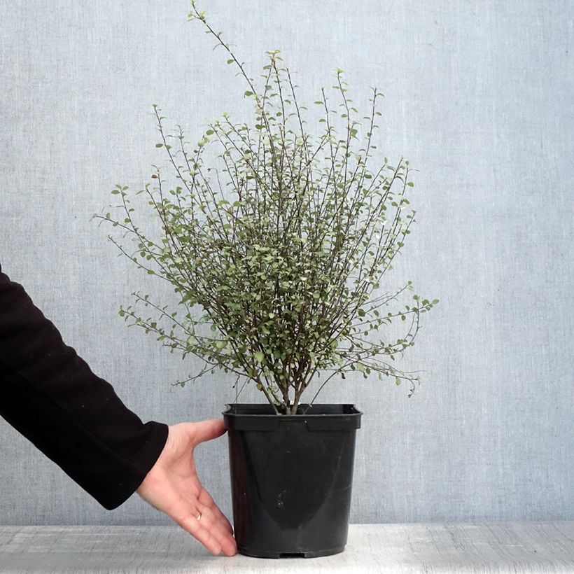 Exemplar von Pittosporum tenuifolium Green elf Topf mit 4L/5L wie im Winter geliefert