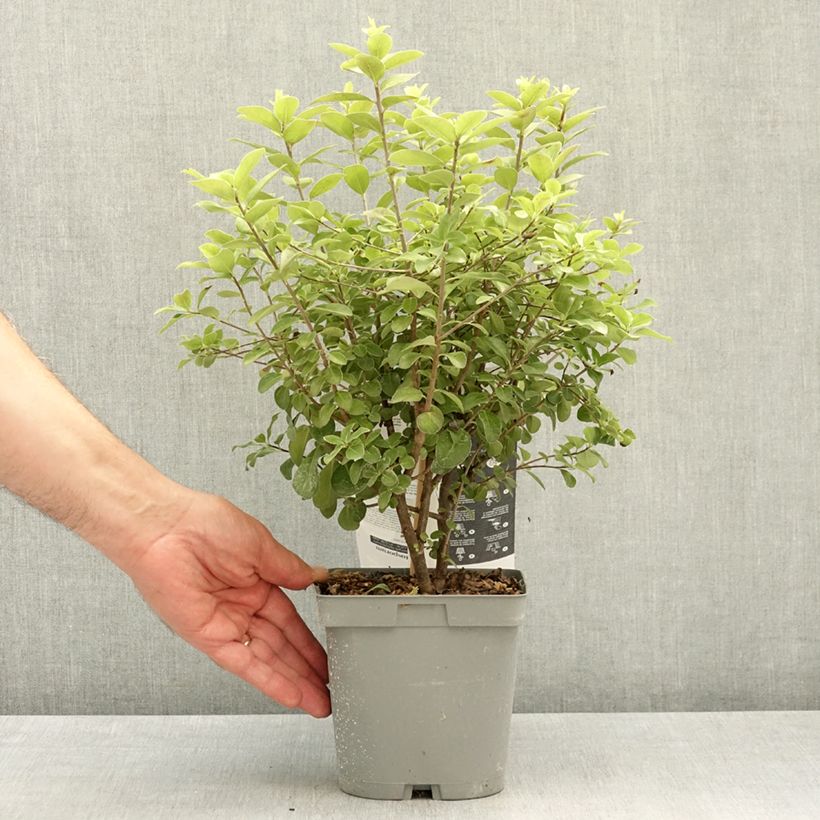 Exemplar von Pittosporum tenuifolium Irish Luck Topf mit 2L/3L wie im Frühjahr geliefert