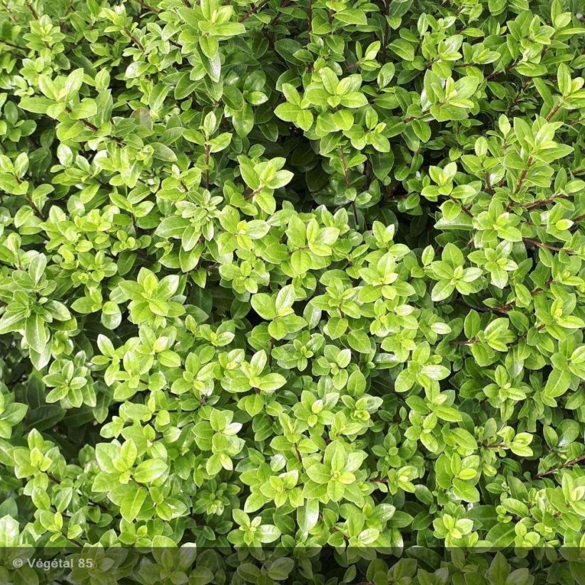 Pittosporum tenuifolium Midget (Foliage)