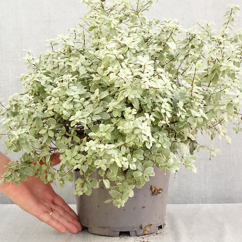 Exemplar von Pittosporum tenuifolium Silver Ball Topf mit 7,5L/10L wie im Herbst geliefert