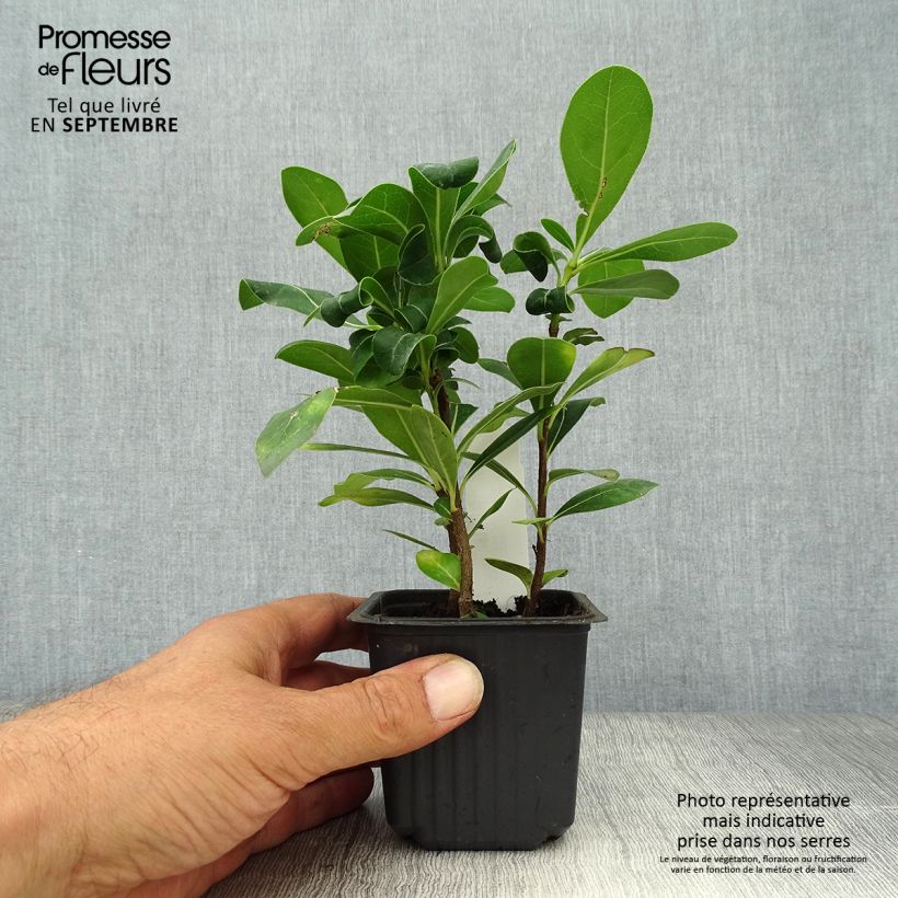 Example of Pittosporum tobira - Chinesischer Klebsame Kleine Töpfe von 8/9 cm as you get in automne