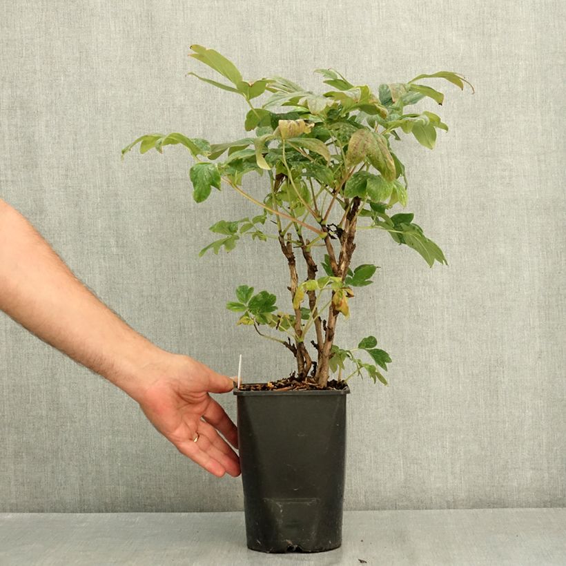 Exemplar von Paeonia suffruticosa Bai Yuan Hong Xia - Strauch-Pfingstrose Topf mit 2L/3L wie im Sommer geliefert