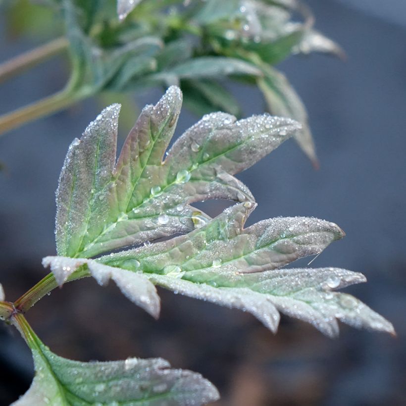 Paeonia lutea Hai Huang - Strauch-Pfingstrose (Foliage)