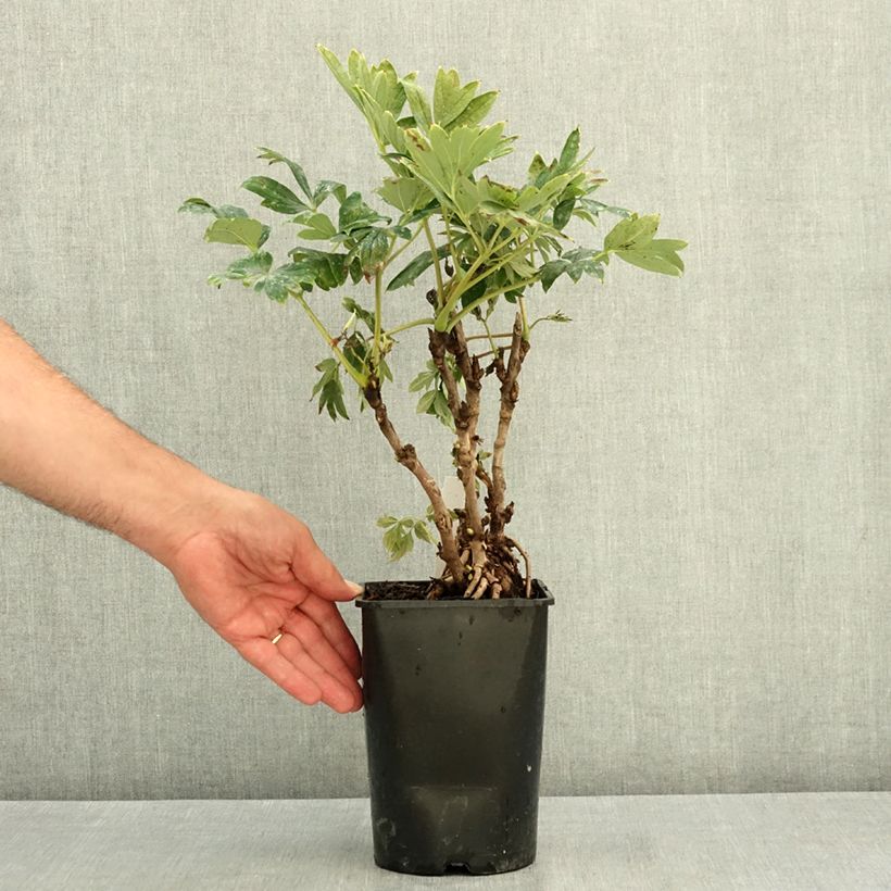 Exemplar von Paeonia suffruticosa Juan Ye Hong - Strauch-Pfingstrose Topf mit 2L/3L wie im Sommer geliefert