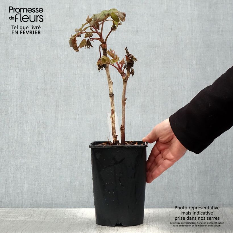 Example of Paeonia suffruticosa Juan Ye Hong - Strauch-Pfingstrose Topf mit 2L/3L as you get in hiver