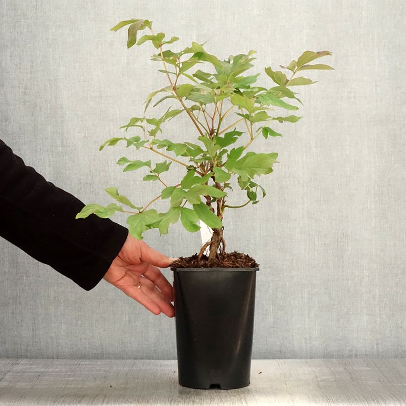 Exemplar von Paeonia suffruticosa Juan Ye Hong - Strauch-Pfingstrose Topf mit 2L/3L wie im Frühjahr geliefert