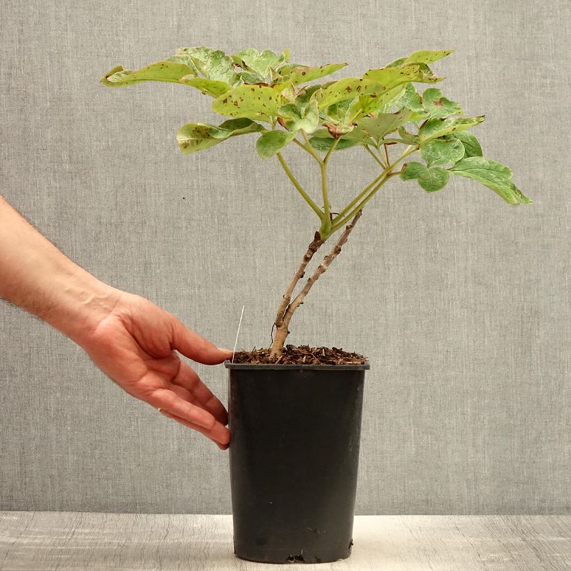 Exemplar von Paeonia suffruticosa Xue Ta - Strauch-Pfingstrose Topf mit 2L/3L wie im Frühjahr geliefert