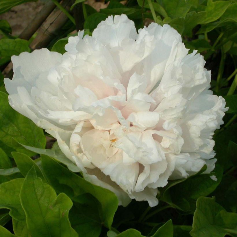 Paeonia suffruticosa Xue Ta - Strauch-Pfingstrose (Flowering)