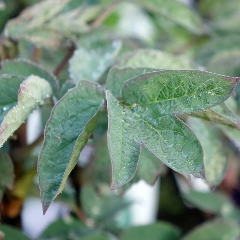 Paeonia suffruticosa Cai Hui - Strauch-Pfingstrose (Foliage)