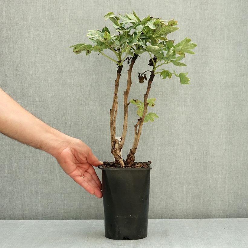 Exemplar von Paeonia suffruticosa Cai Hui - Strauch-Pfingstrose Topf mit 2L/3L wie im Sommer geliefert