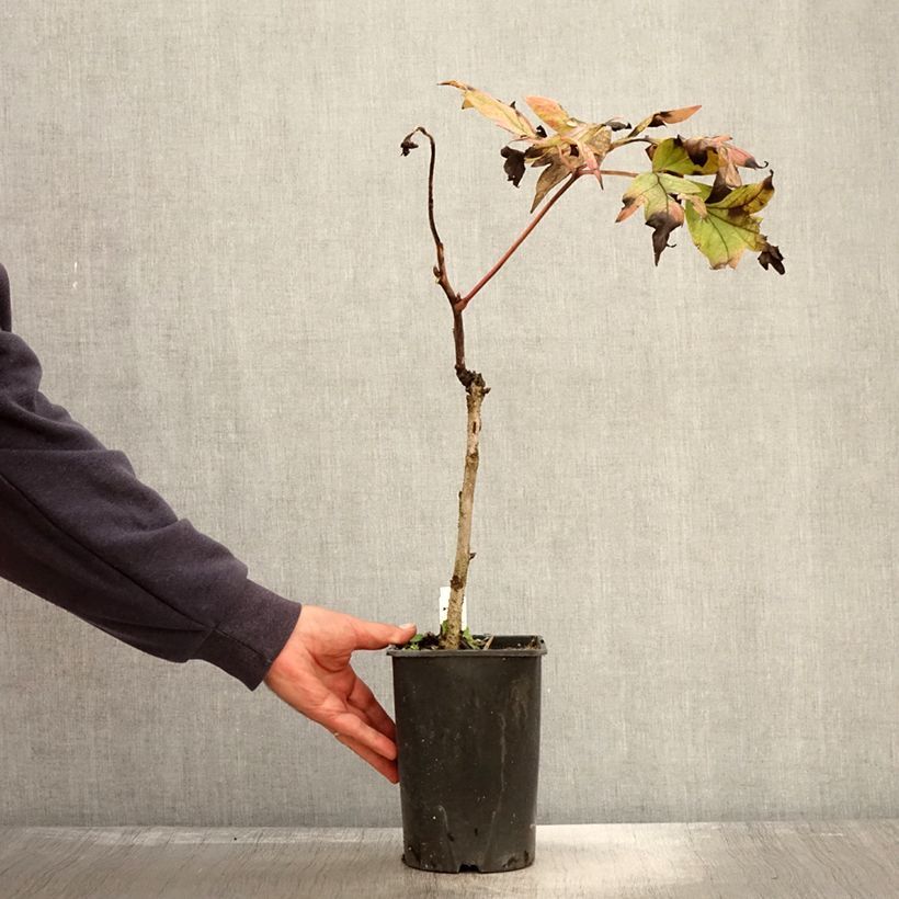 Example of Paeonia suffruticosa Jin Ge - Strauch-Pfingstrose Topf mit 2L/3L as you get in automne