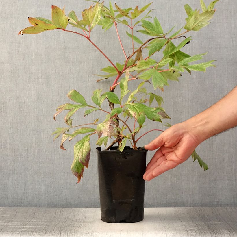 Exemplar von Paeonia suffruticosa Jin Ge - Strauch-Pfingstrose Topf mit 2L/3L wie im Sommer geliefert
