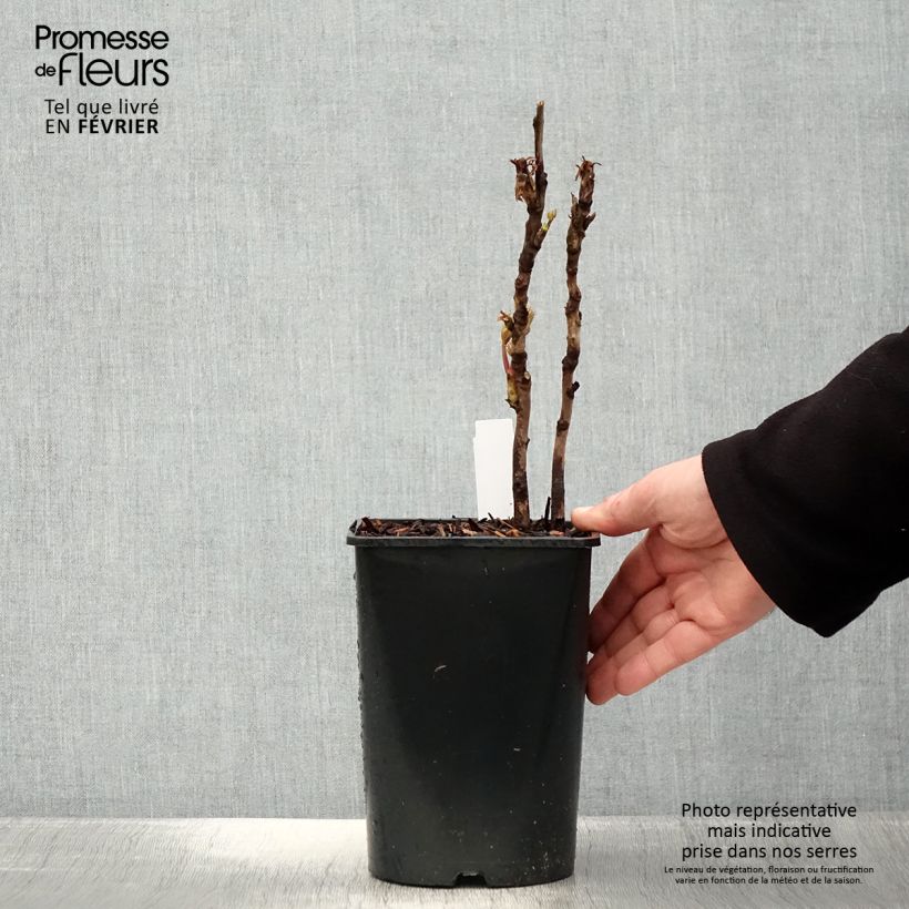 Example of Paeonia suffruticosa Lan Bao Shi - Strauch-Pfingstrose Topf mit 2L/3L as you get in hiver