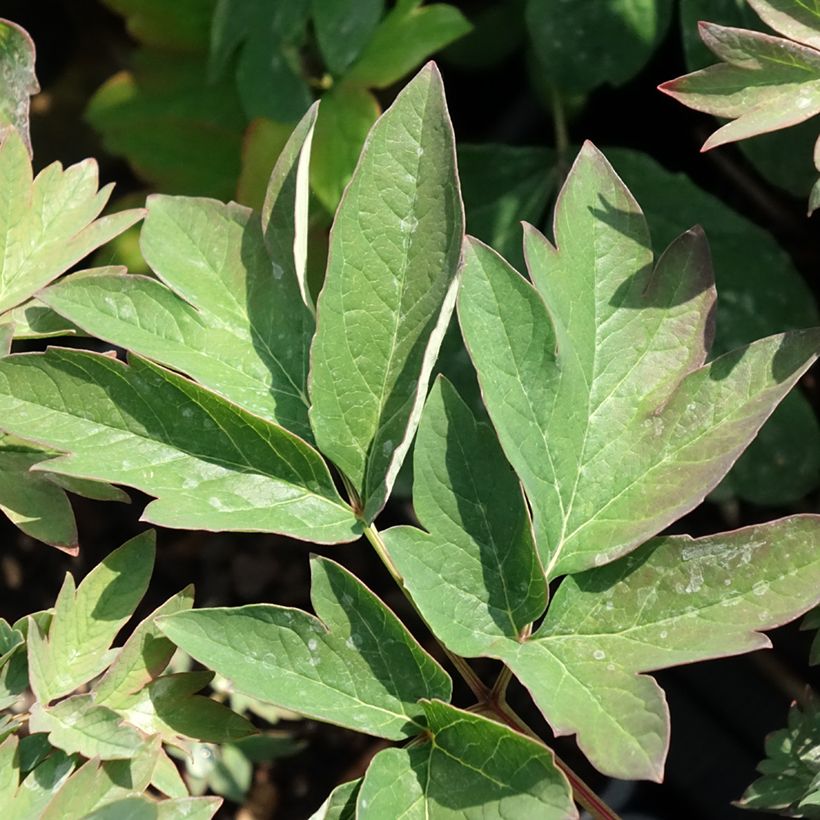 Paeonia suffruticosa Luo Yang Hong - Strauch-Pfingstrose (Foliage)