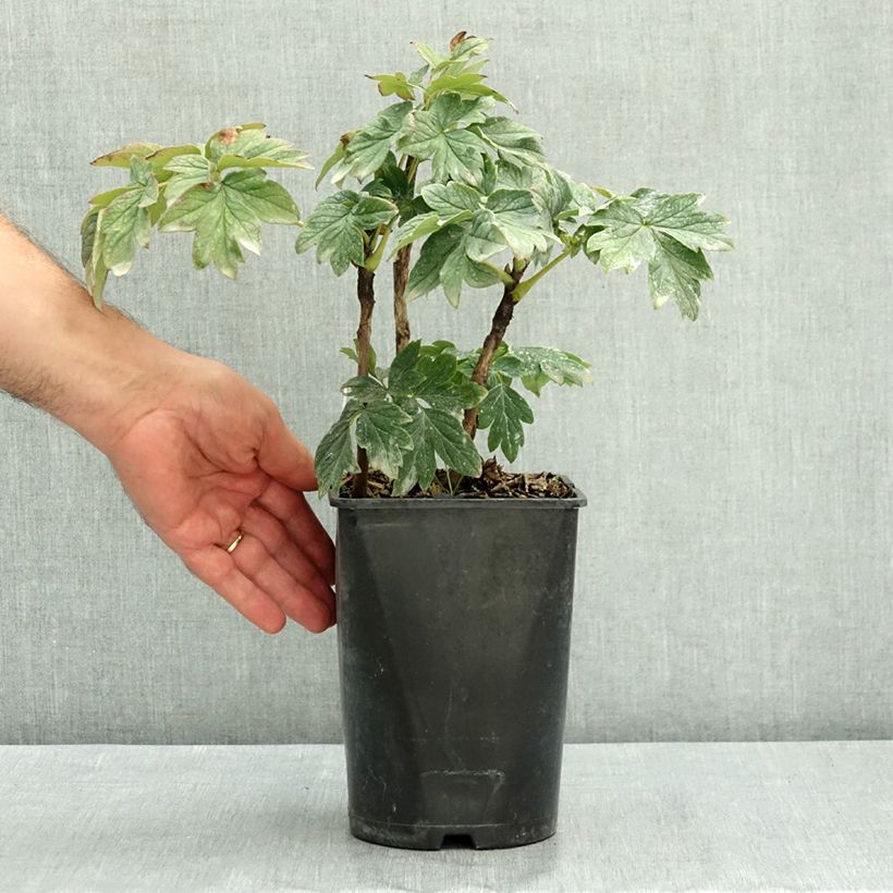 Exemplar von Paeonia suffruticosa Luo Yang Hong - Strauch-Pfingstrose Topf mit 2L/3L wie im Sommer geliefert