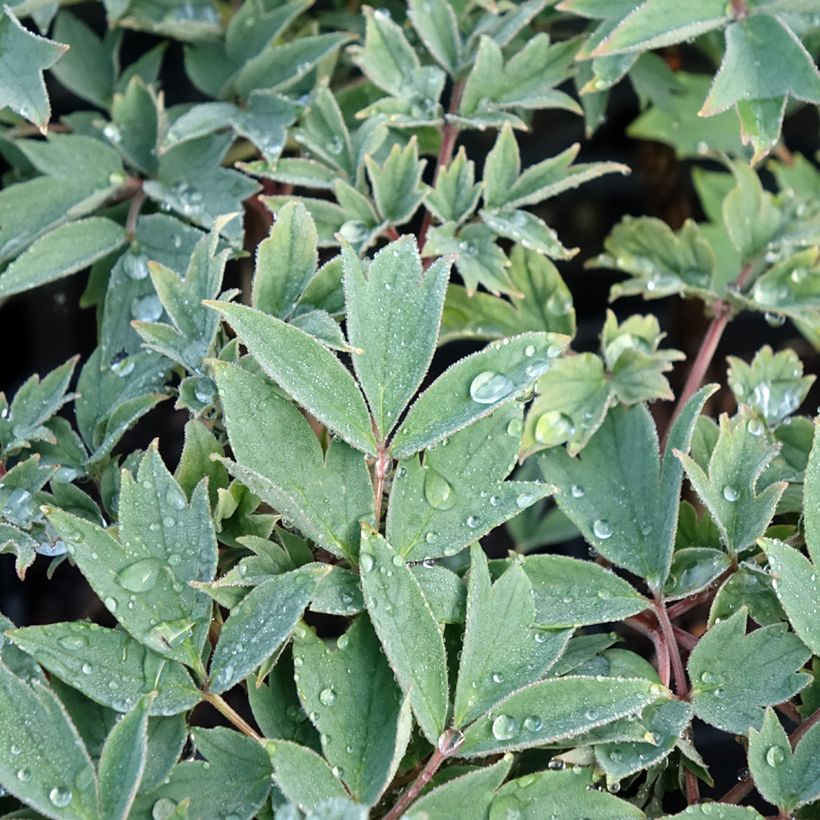 Paeonia suffruticosa Rou Fu Rong - Strauch-Pfingstrose (Foliage)