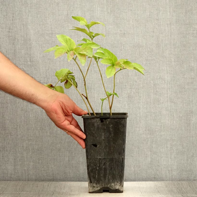 Example of Paeonia Blaze - Pfingstrose Topf mit 3L/4L as you get in ete