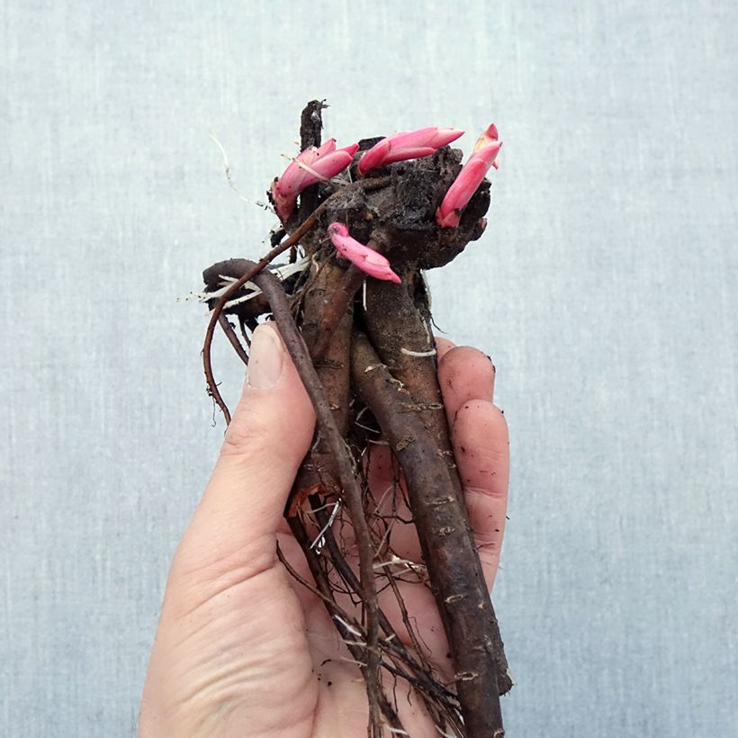 Example of Paeonia mascula - Pfingstrose Wurzelnackt as you get in hiver