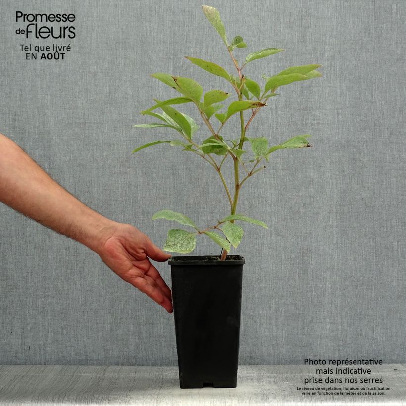 Example of Paeonia lactiflora Claire de Lune - Edel-Pfingstrosen Topf mit 3L/4L as you get in ete