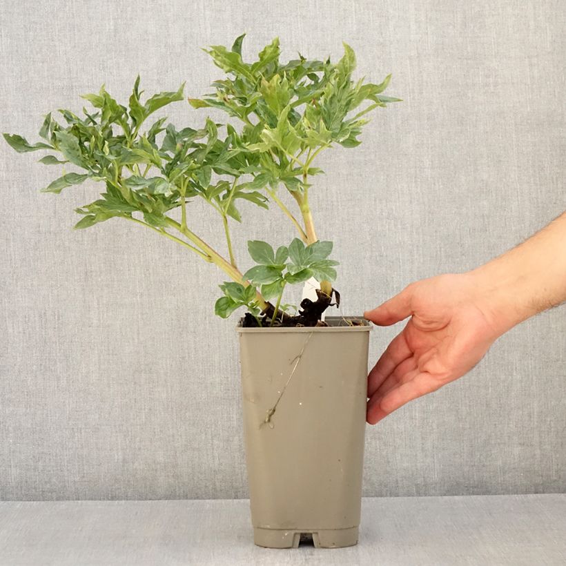 Example of Paeonia lactiflora Coral Sunset - Edel-Pfingstrosen Topf mit 3L/4L as you get in ete