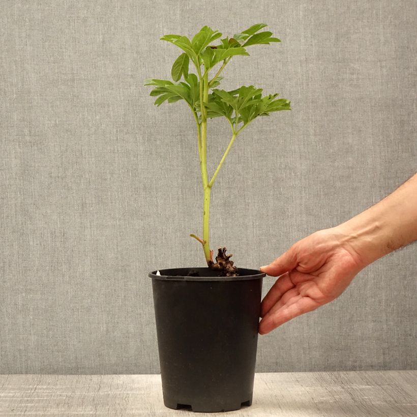 Exemplar von Paeonia lactiflora Coral Sunset - Edel-Pfingstrosen Topf mit 3L/4L wie im Frühjahr geliefert