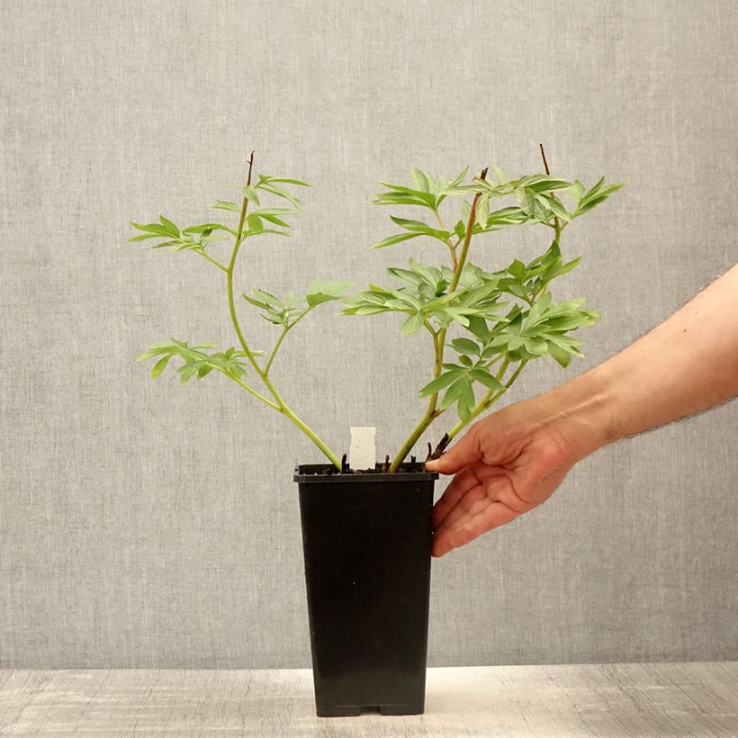 Example of Paeonia Flame - Pfingstrose Topf mit 3L/4L as you get in ete