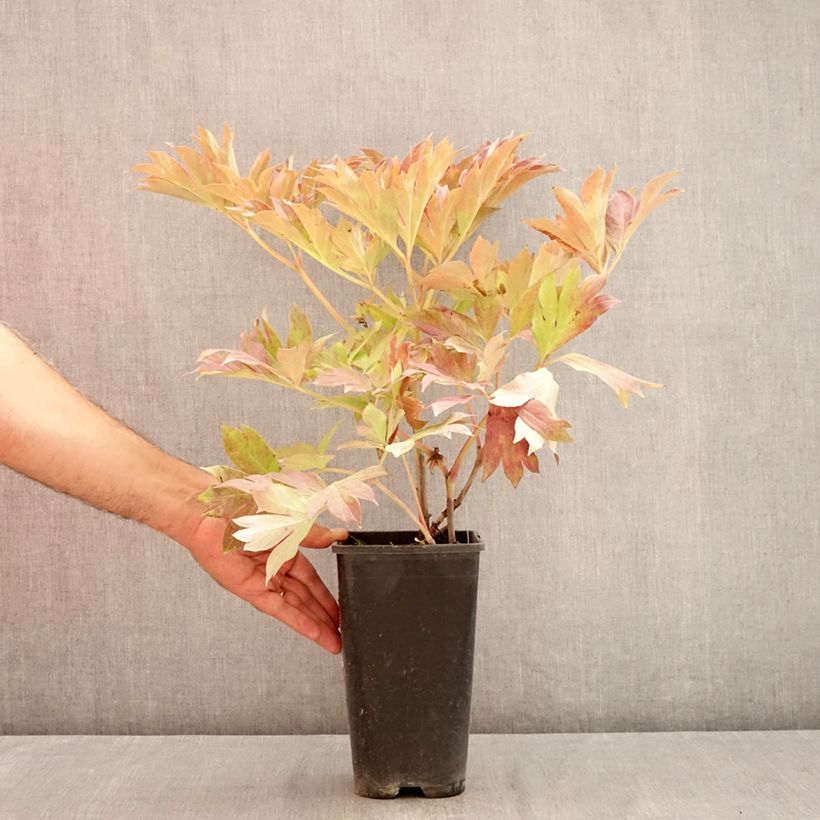 Example of Paeonia Itoh Bartzella Topf mit 3L/4L as you get in ete