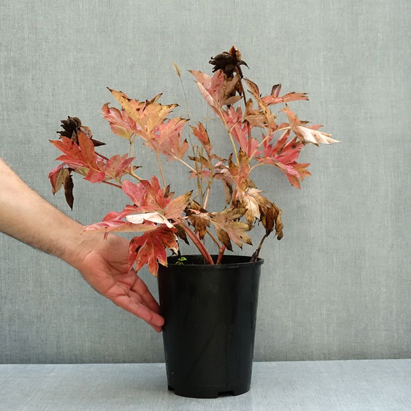 Exemplar von Paeonia Itoh Bartzella Topf mit 7,5L/10L wie im Herbst geliefert