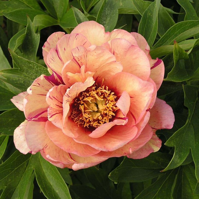 Paeonia Itoh Callies Memory (Flowering)