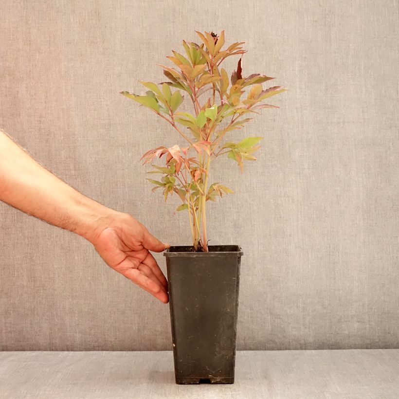 Example of Paeonia Itoh Callies Memory Topf mit 3L/4L as you get in ete