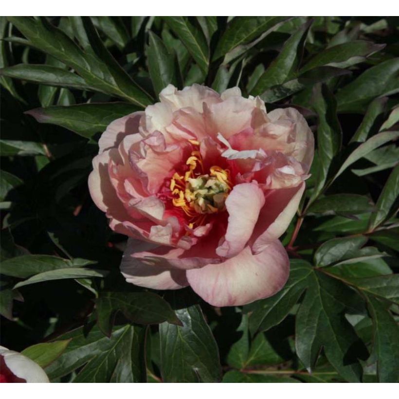 Paeonia Itoh Canary Brillant (Flowering)