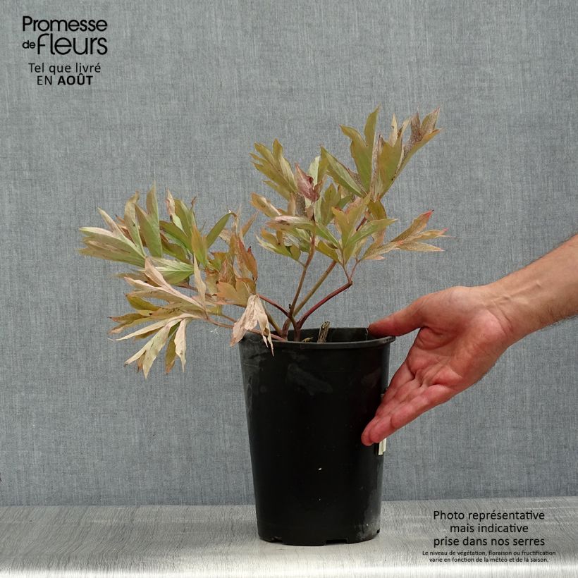 Exemplar von Paeonia Itoh Cora Louise Topf mit 3L/4L wie im Sommer geliefert