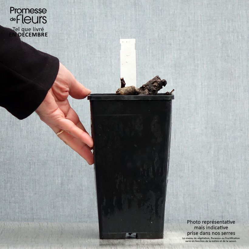 Exemplar von Paeonia Itoh First Arrival Topf mit 3L/4L wie im Winter geliefert