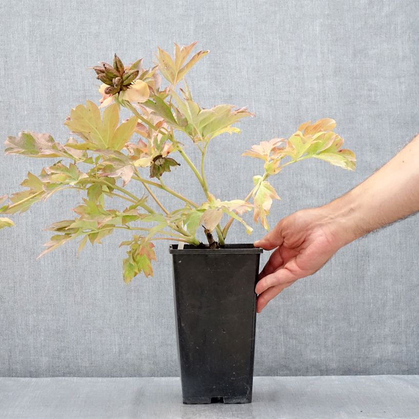 Example of Paeonia Itoh Garden Treasure Topf mit 4L/5L as you get in ete