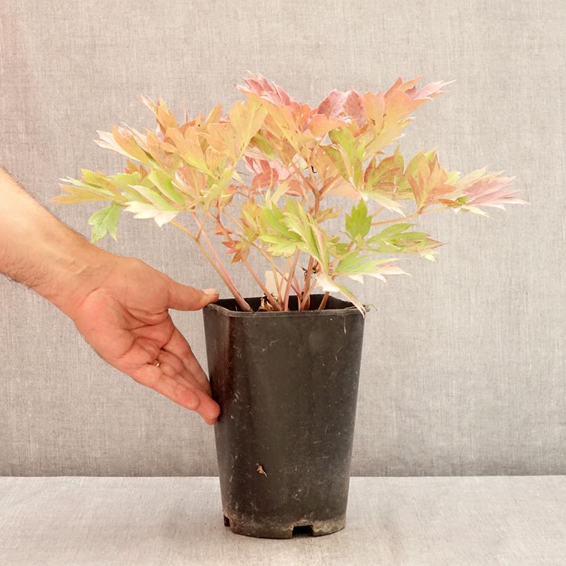 Example of Paeonia Itoh Hillary Topf mit 3L/4L as you get in ete