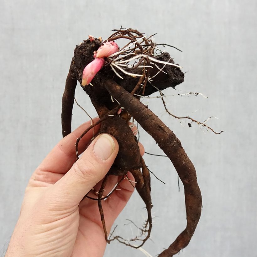 Example of Paeonia Itoh Hillary Stamm 3/5 Augen as you get in hiver
