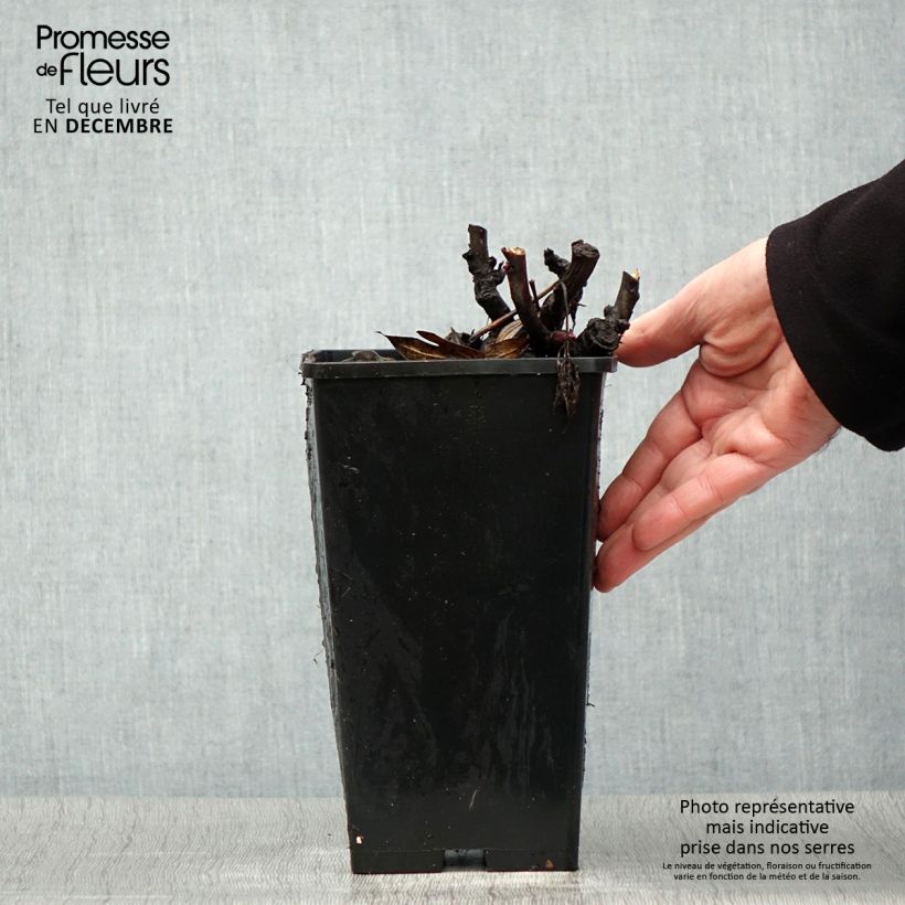 Exemplar von Paeonia Itoh Julia Rose Topf mit 2L/3L wie im Winter geliefert