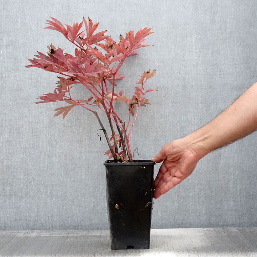 Example of Paeonia Itoh Julia Rose Topf mit 2L/3L as you get in automne