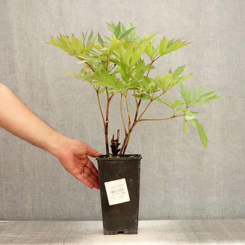 Exemplar von Paeonia Itoh Julia Rose Topf mit 2L/3L wie im Sommer geliefert