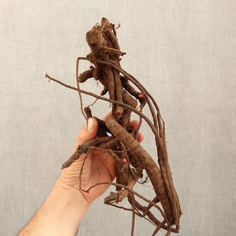 Exemplar von Paeonia Itoh Old Rose Dandy Stamm 3/5 Augen wie im Winter geliefert