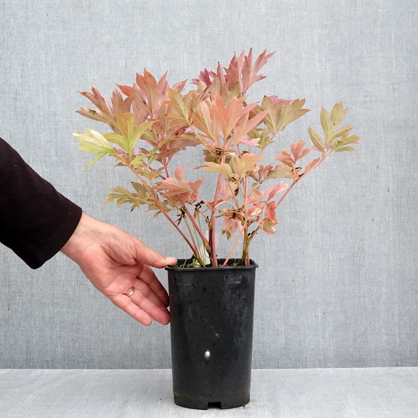 Exemplar von Paeonia Itoh Pink Ardour Topf mit 3L/4L wie im Herbst geliefert