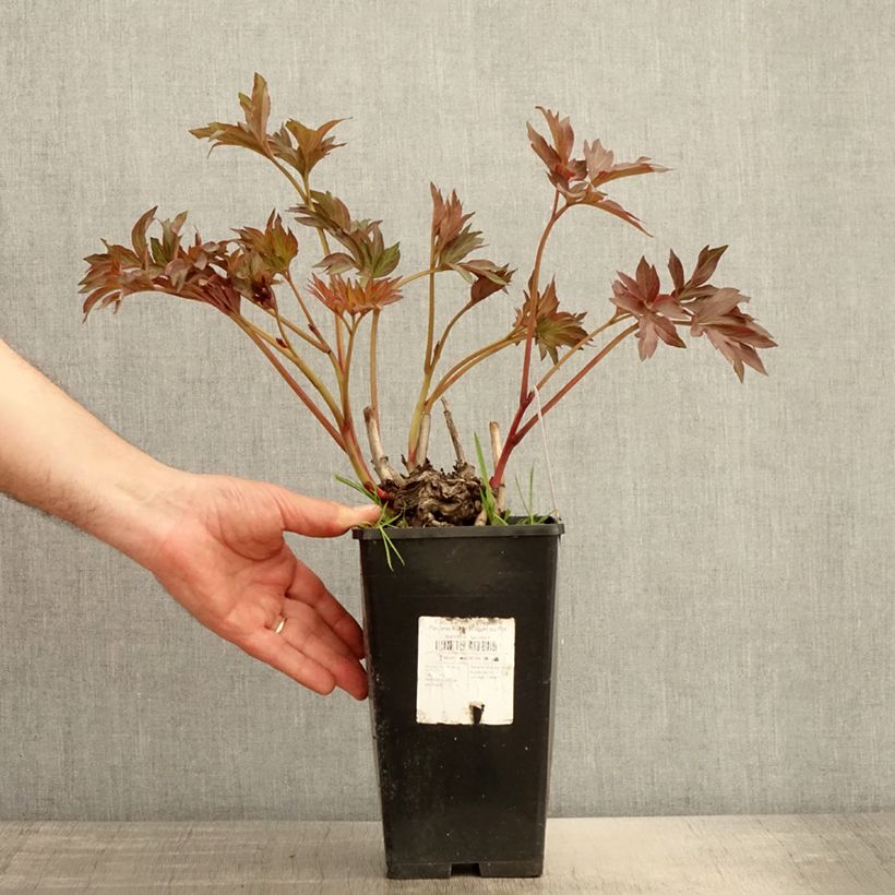 Example of Paeonia Itoh Pink Ardour Topf mit 3L/4L as you get in ete