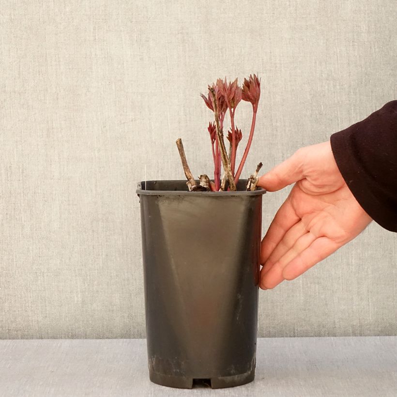 Exemplar von Paeonia Itoh Scarlet Heaven Topf mit 2L/3L wie im Frühjahr geliefert