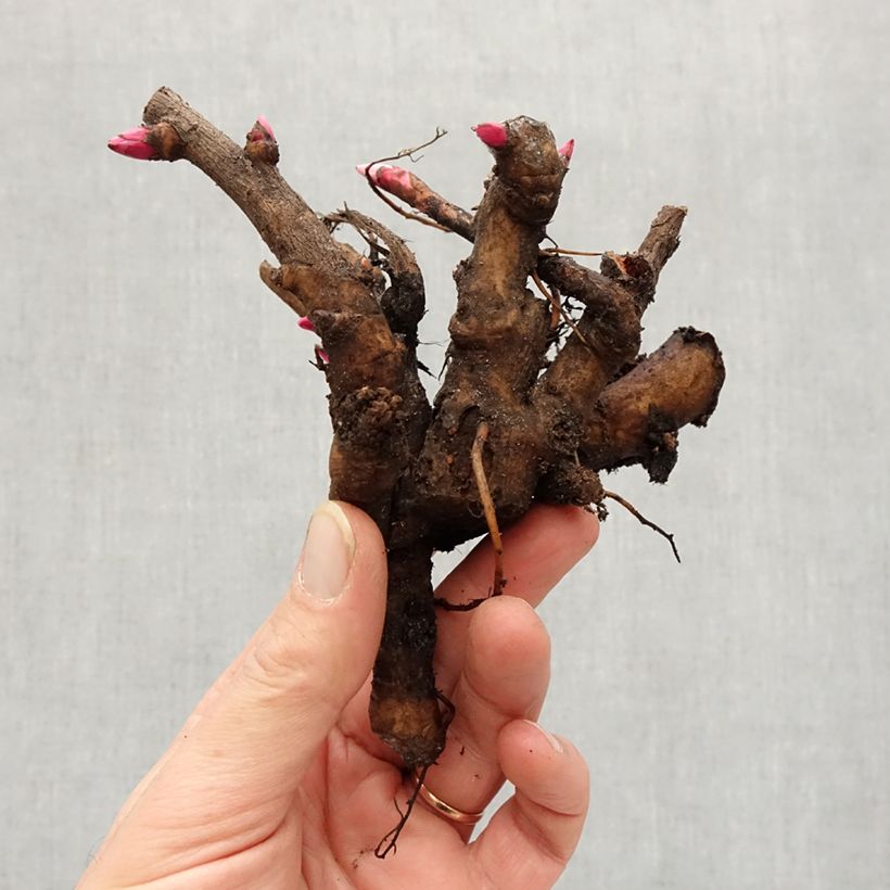 Example of Paeonia Itoh Viking Full Moon Stamm 3/5 Augen as you get in hiver