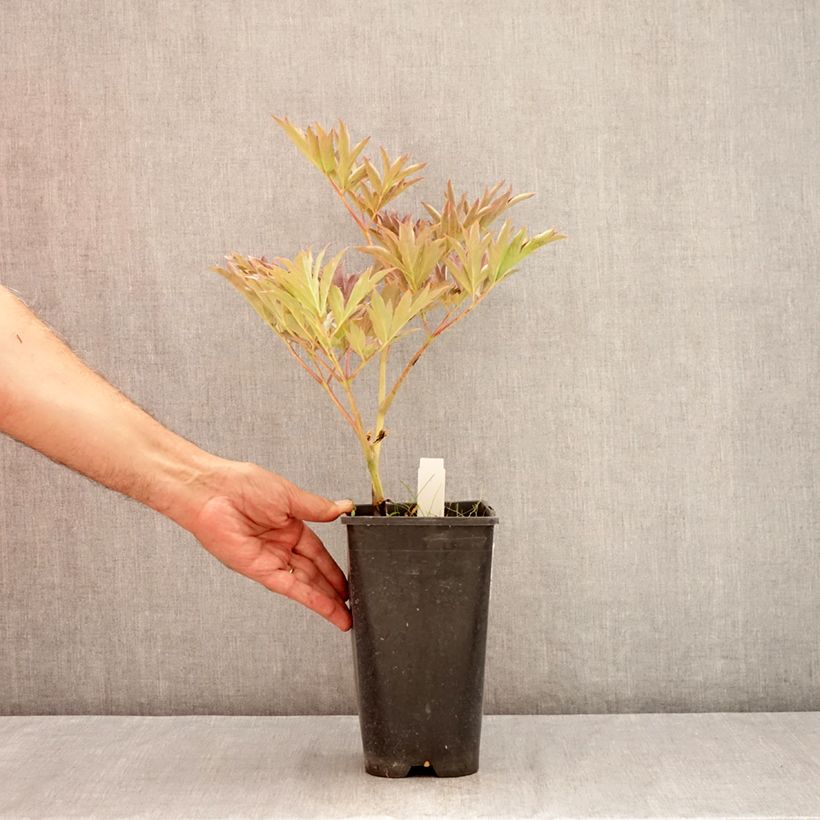 Example of Paeonia Itoh Yellow Crown Topf mit 3L/4L as you get in ete