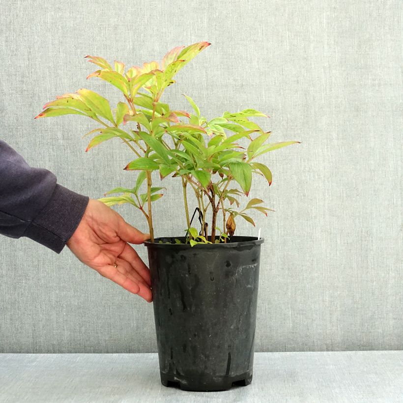 Exemplar von Paeonia lactiflora Adolphe Rousseau - Edel-Pfingstrosen Topf mit 3L/4L wie im Sommer geliefert