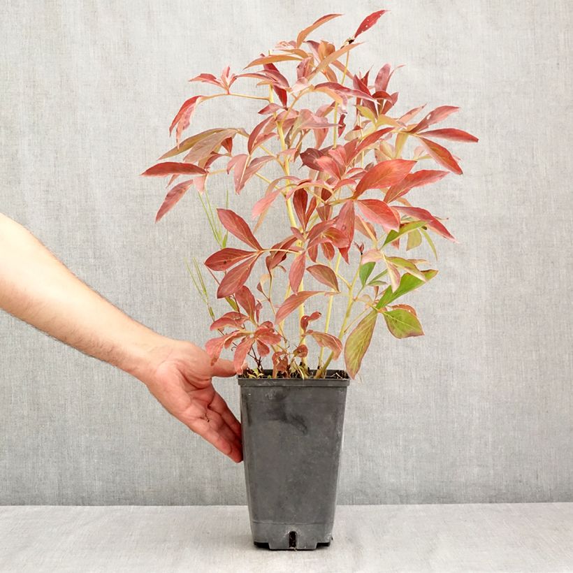Example of Paeonia lactiflora Albert Crousse - Edel-Pfingstrosen Topf mit 3L/4L as you get in ete