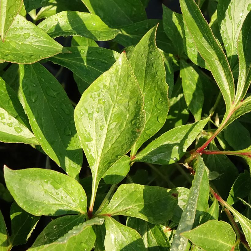 Paeonia lactiflora Alertie - Edel-Pfingstrosen (Foliage)